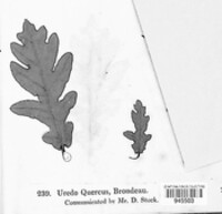 Cronartium quercuum image